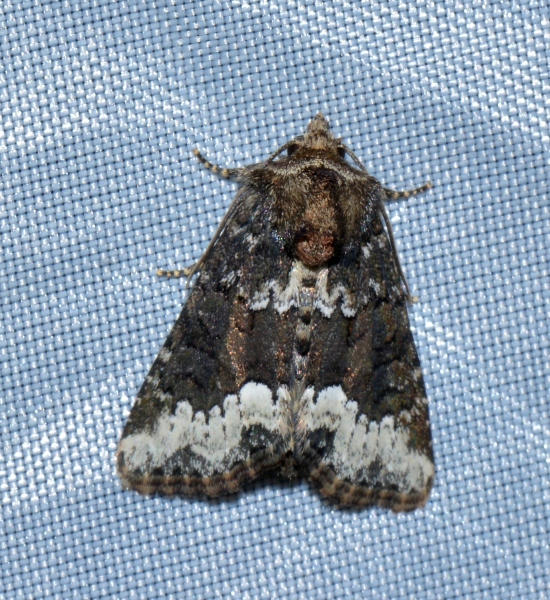 Noctuidae: Oligia strigilis